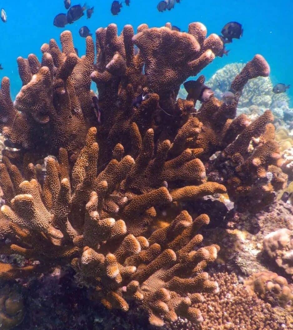 Große Hartkoralle vor Bira in Süd Sulawesi mit Fischschwarm im Hintergrund