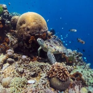 Schnorcheln auf Bunaken: Schildkröten ohne Ende!