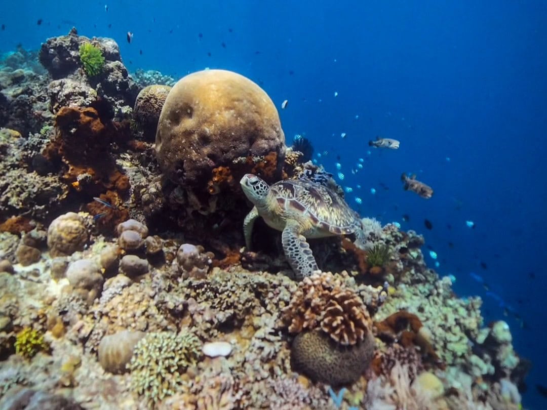 Schildkröte zwischen Korallen und Fischen auf Bunaken