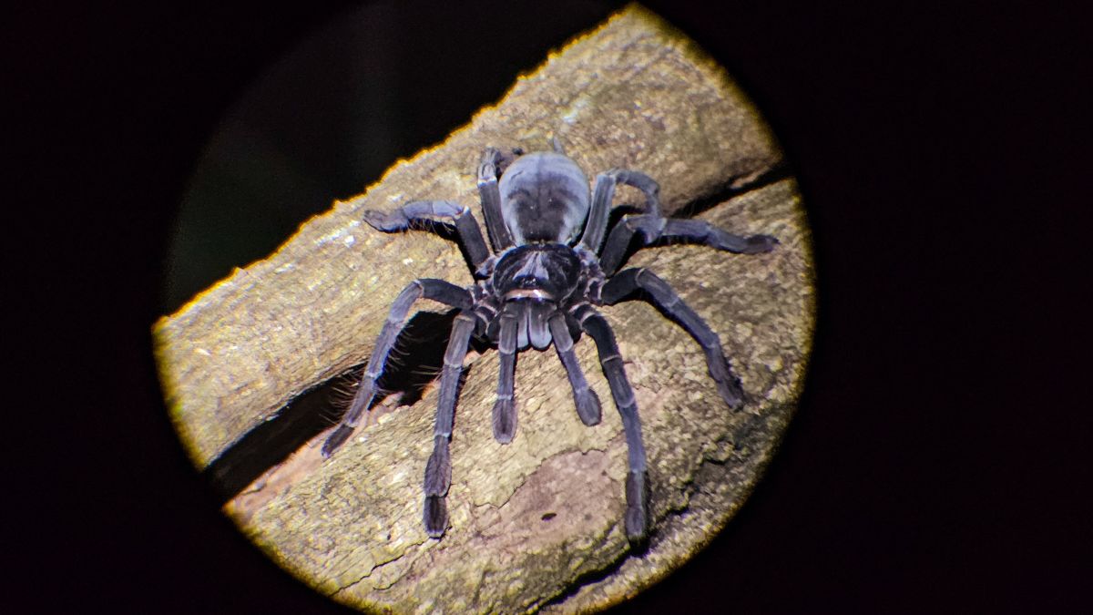 Schwarze Tarantel im Tangkoko National Park auf Sulawesi