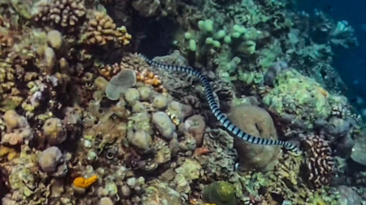 Geringelte Seeschlange beim Schnorcheln auf Bunaken, Sulawesi