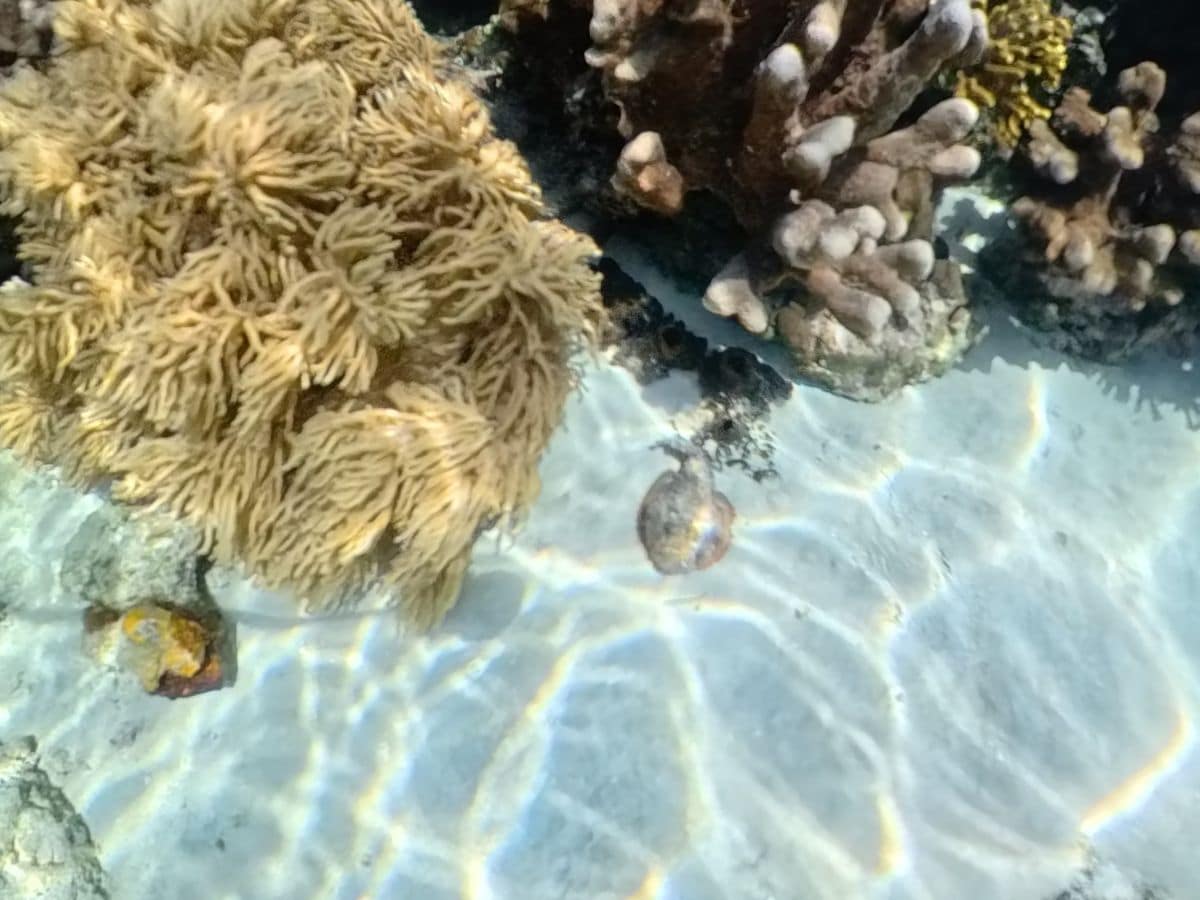 Steinfisch, entdeckt beim Schnorcheln auf Bunaken
