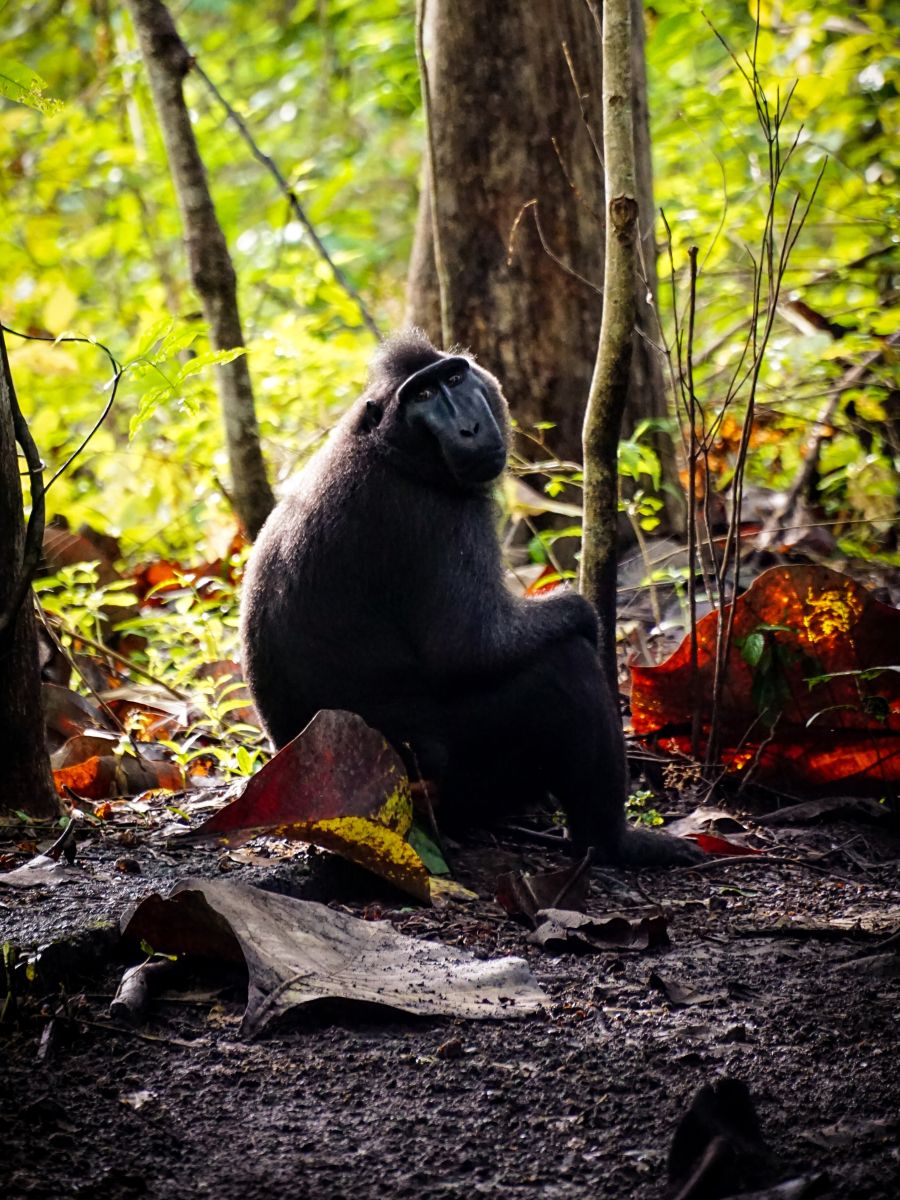 Sulawesi Schopfmakake im Tangkoko Nationalpark auf Sulawesi