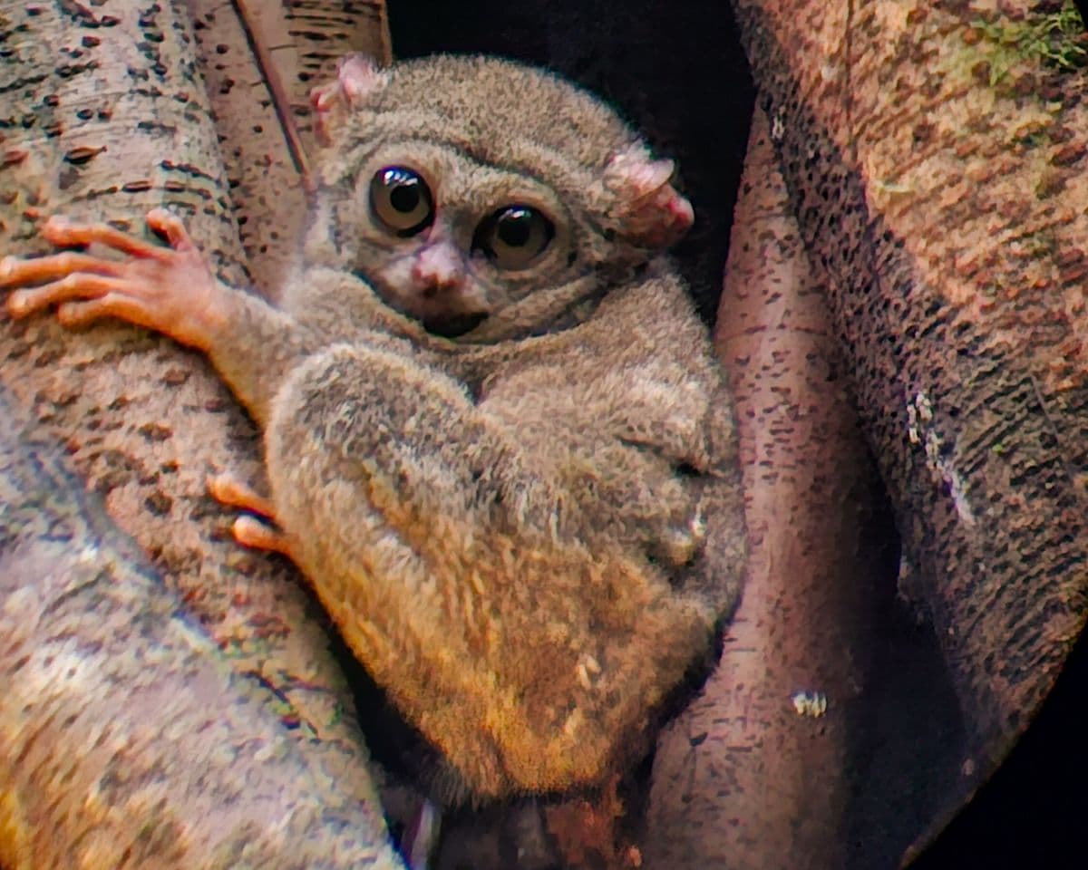 Koboldmaki in Nord-Sulawesi: Sulawesi-Tarsier