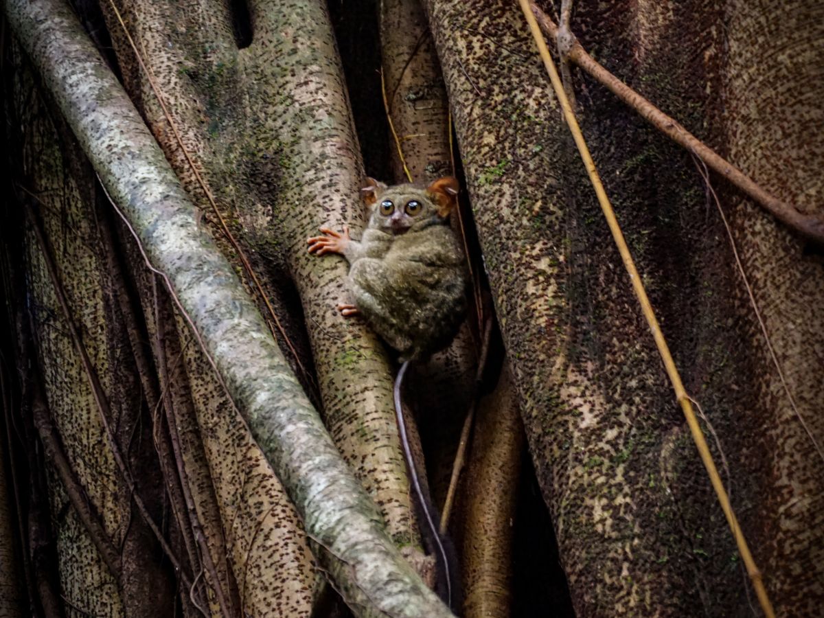 Sulawesi Tarsier im Tangkoko National Park