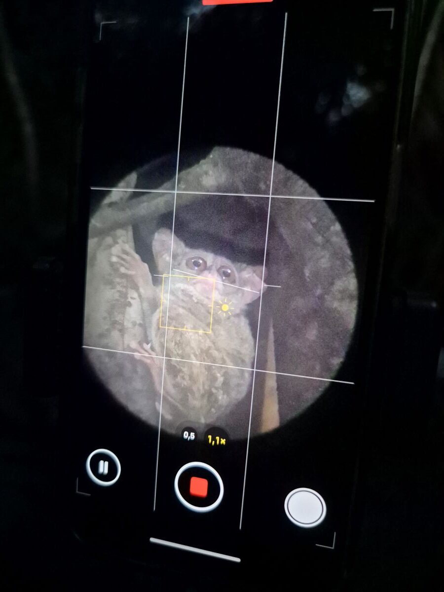 Nachtfotografie im Tangkoko Nationalpark