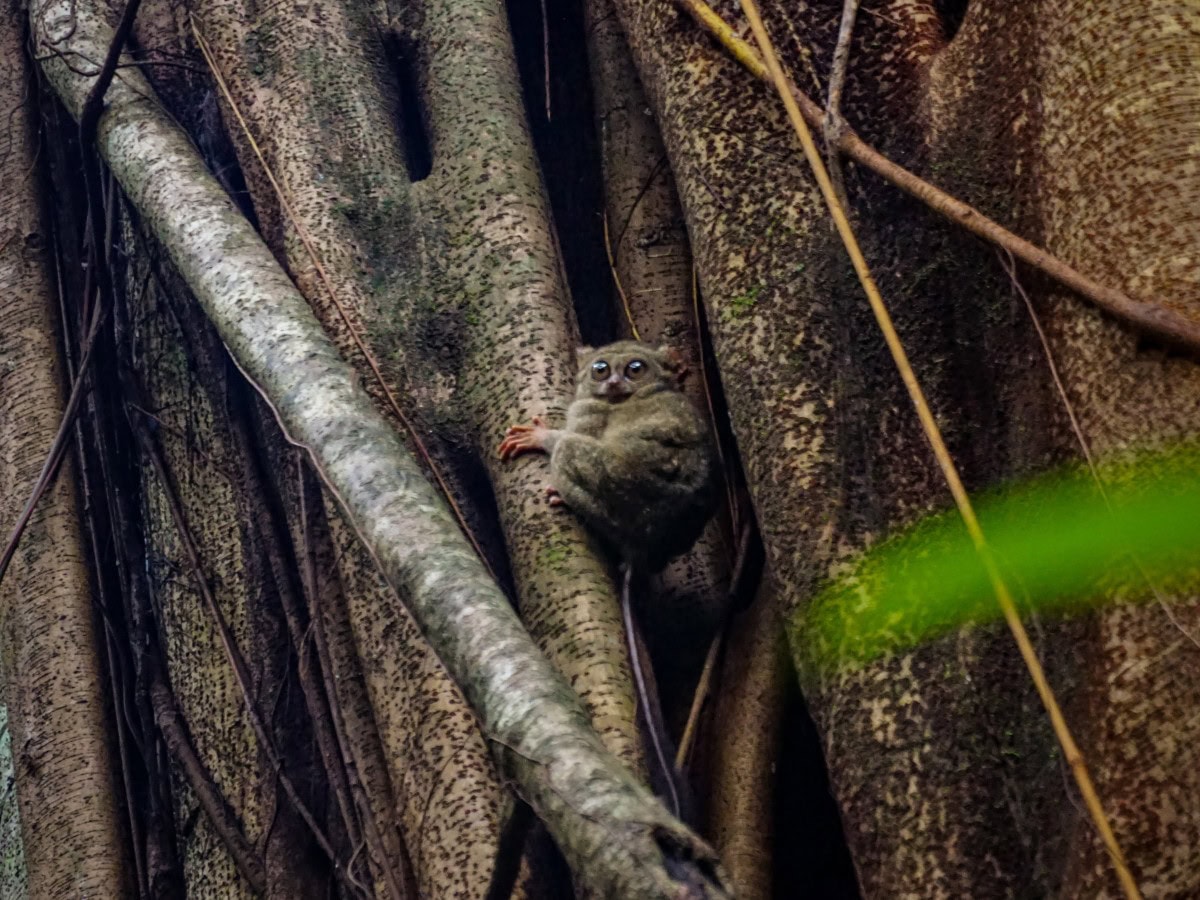 Koboldmaki, kleiner Affe mit großen Augen, im Tangkoko National Park auf Sulawesi