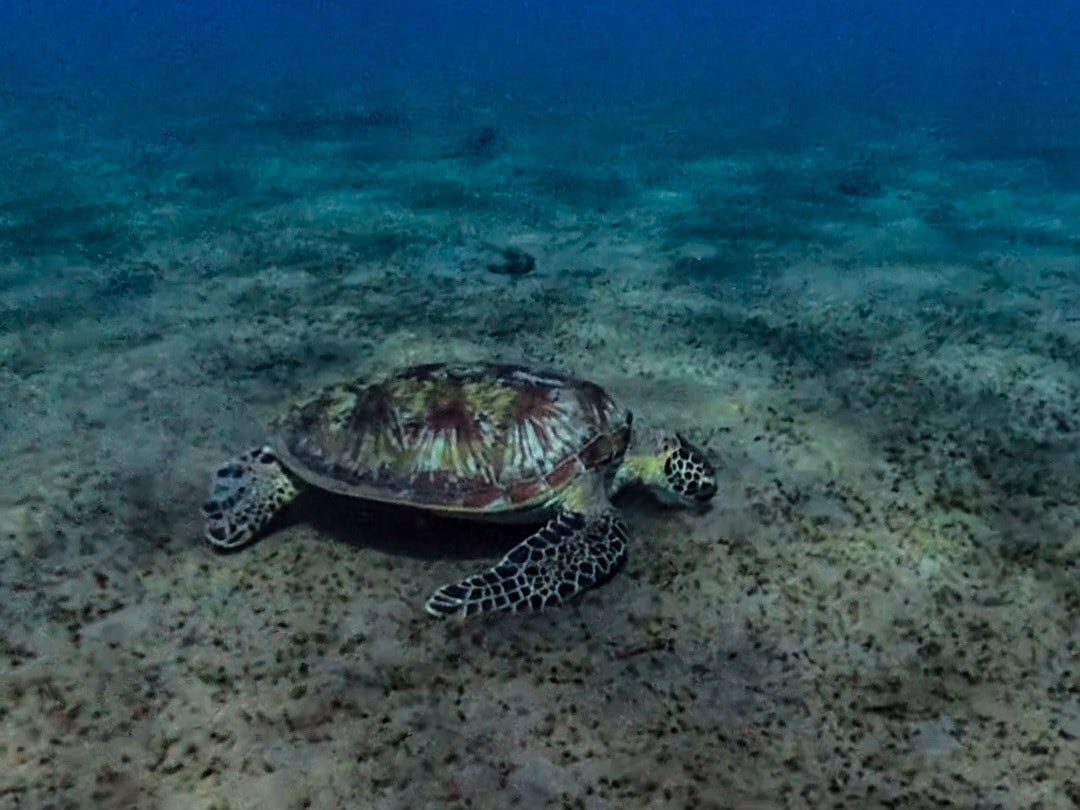 Schildkröte am Turtle Point (Lipah Beach) nahe Amed auf Bali