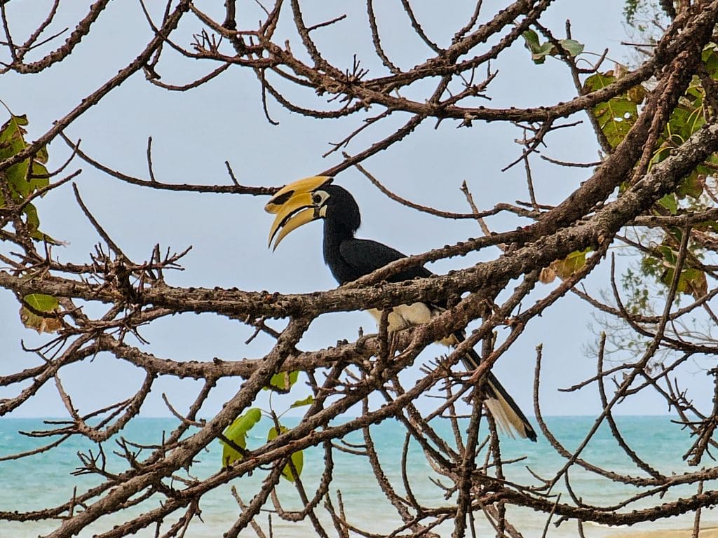 Hornbill Nashornvogel auf Koh Yao Noi