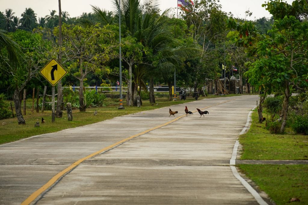 Hühner auf der Straße in Koh Yao Noi