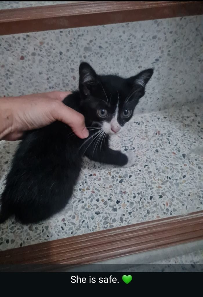 Katze, gerettet in Hat Yai