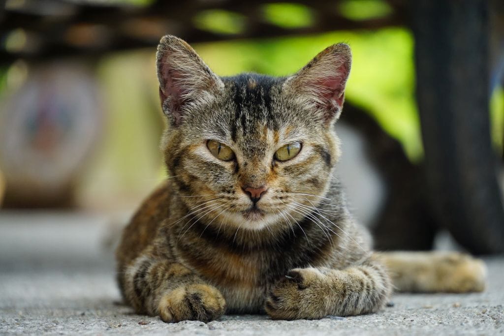 Koh Yao Noi ist die Insel der Katzen
