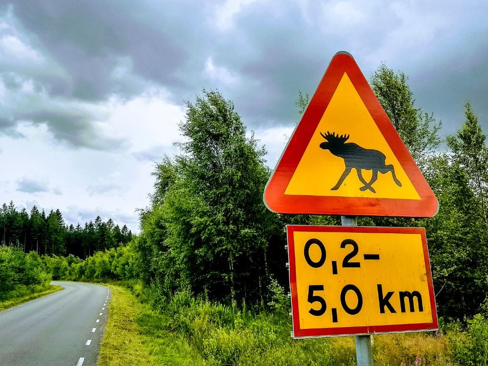 Autofahren in Schweden mit dem Mietwagen: Achtung vor Wildtieren!