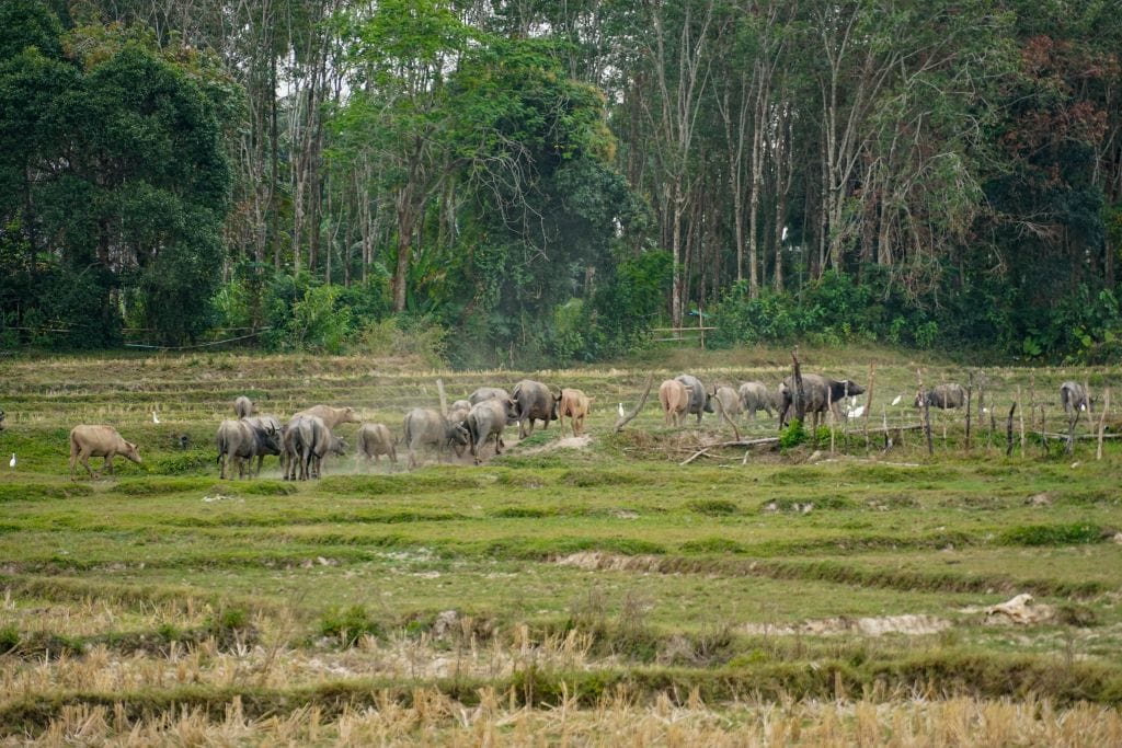 Wsserbüffel auf Koh yao Noi
