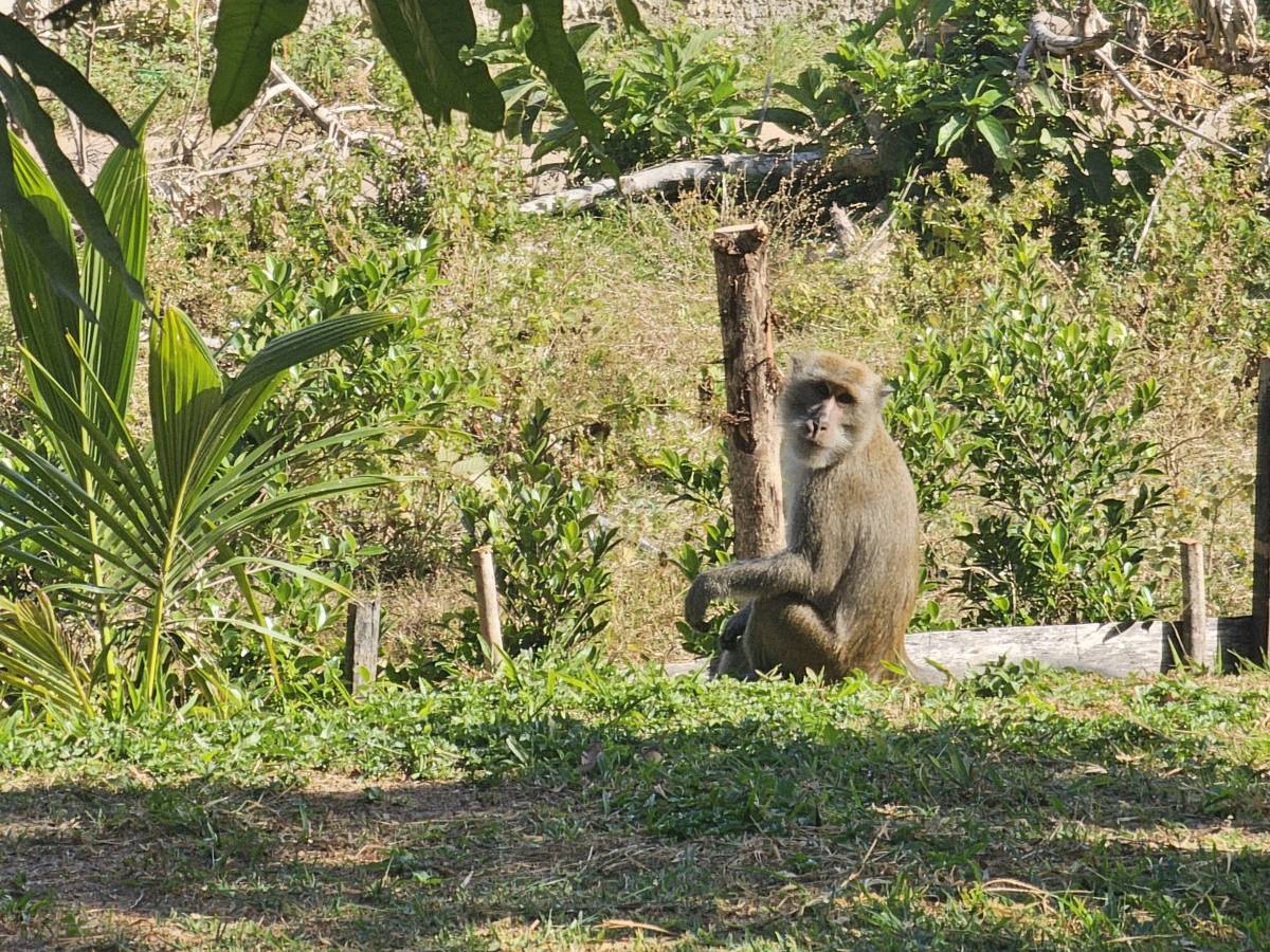 Affe auf Koh Lanta, in unserem Vorgarten
