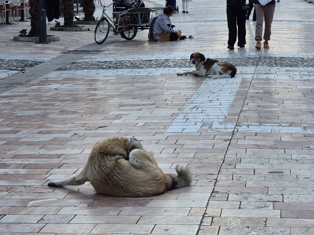 Gefahr durch Straßenhunde im Urlaub in Albanien
