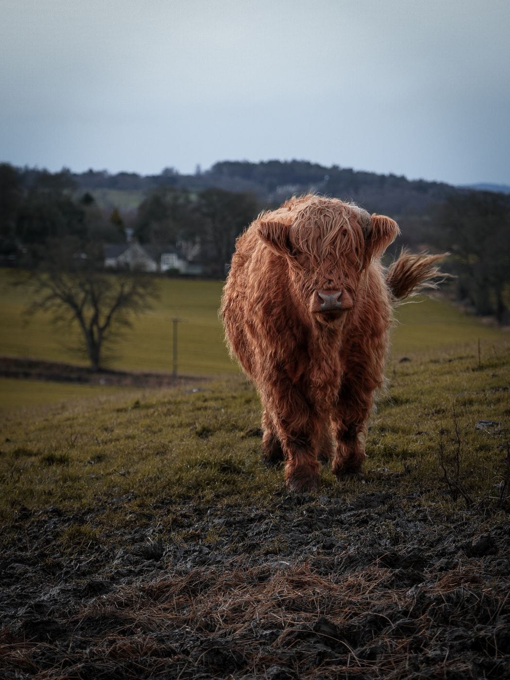 Hochlandrind in der Nähe von Edinburgh auf dem Dalmeny Estate