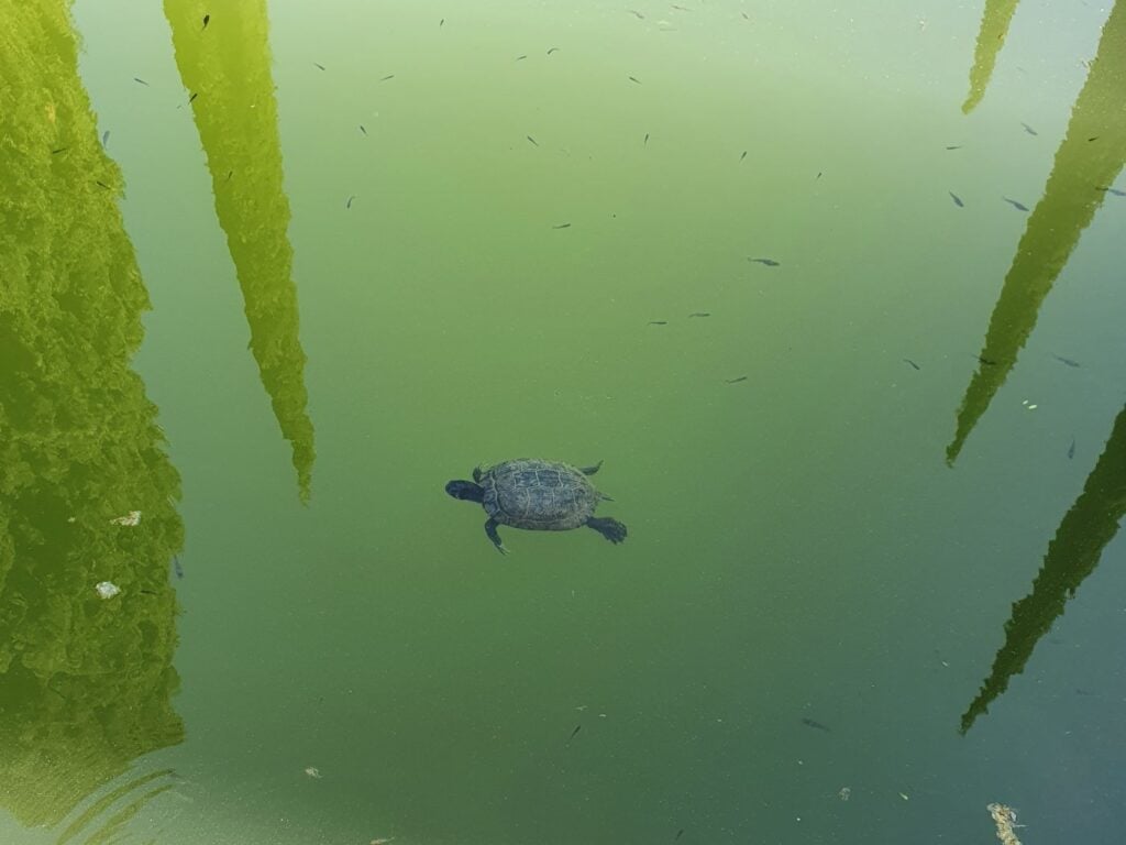 Schildkröte im Teich, im botanischen Garten von Malaga