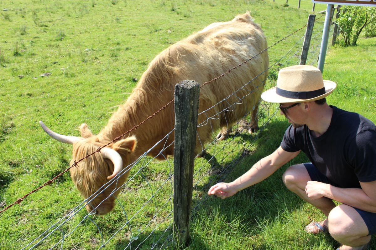 Besuch bei den Hochlandrindern der Nether Glenny Farm in Schottland