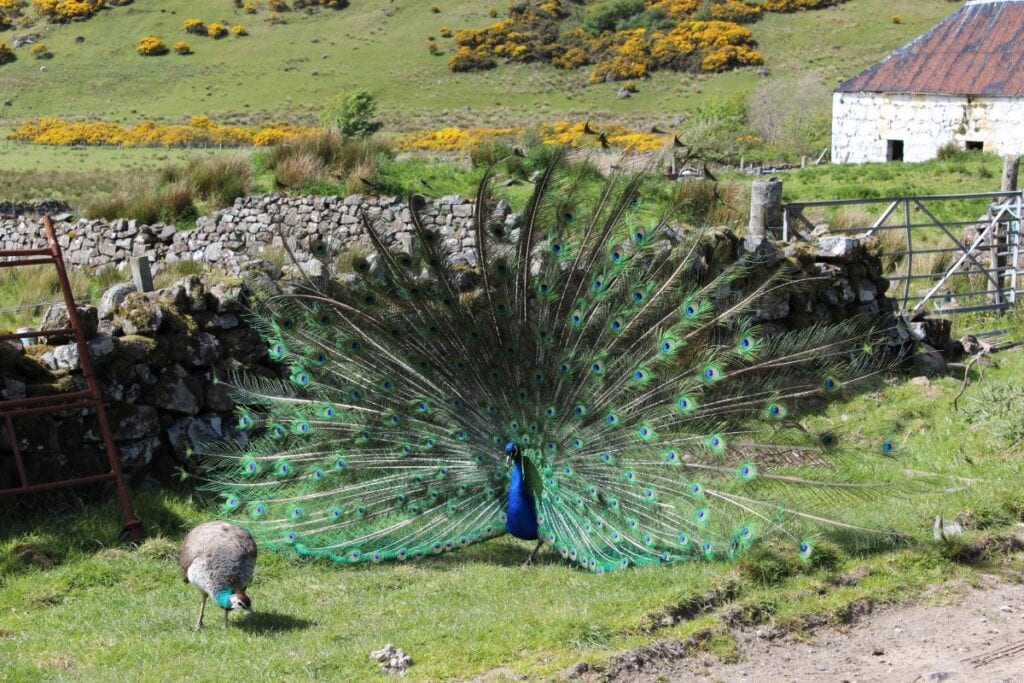 Pfau in der Talisker Bay
