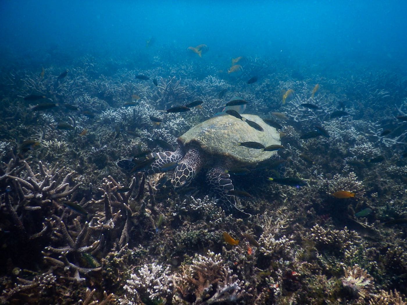 Schildkröte vor Koh Tao