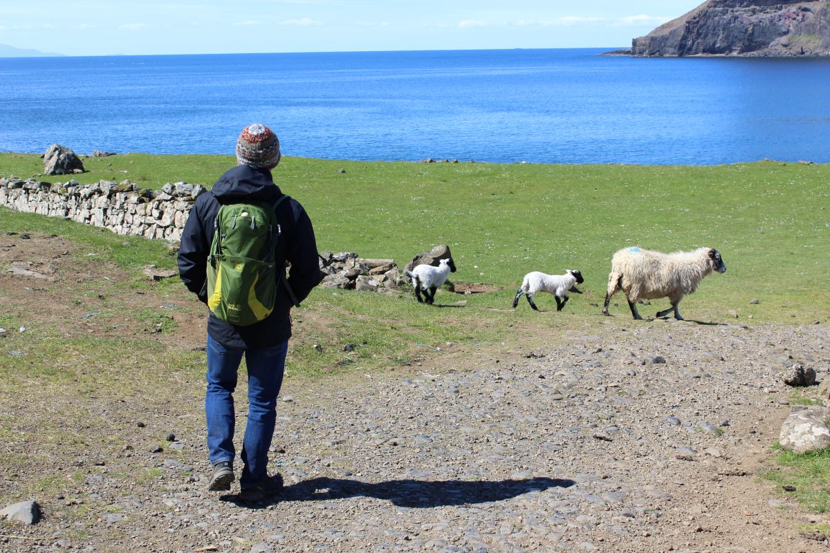 Schafe in der Talisker Bay