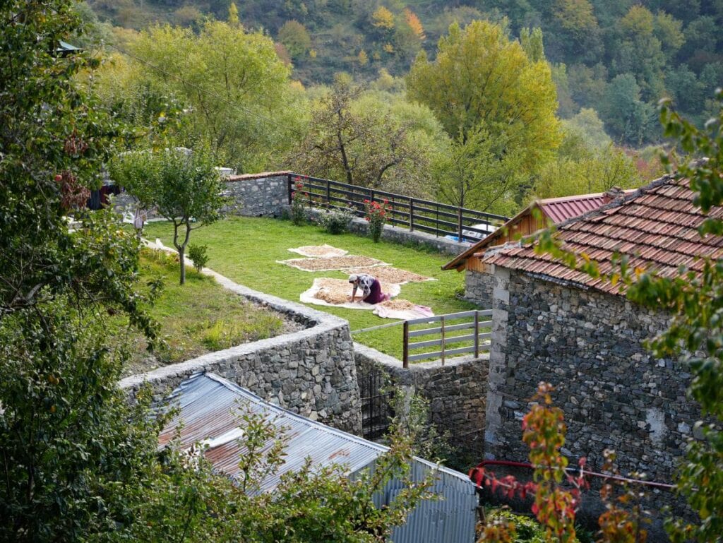 Frau in Radomira, Albanien, die Bohnen aufsammelt