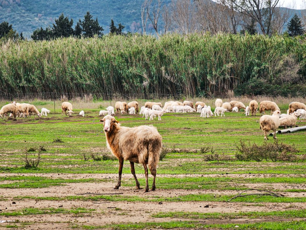 Schafherde bei Quirra auf Sardinien