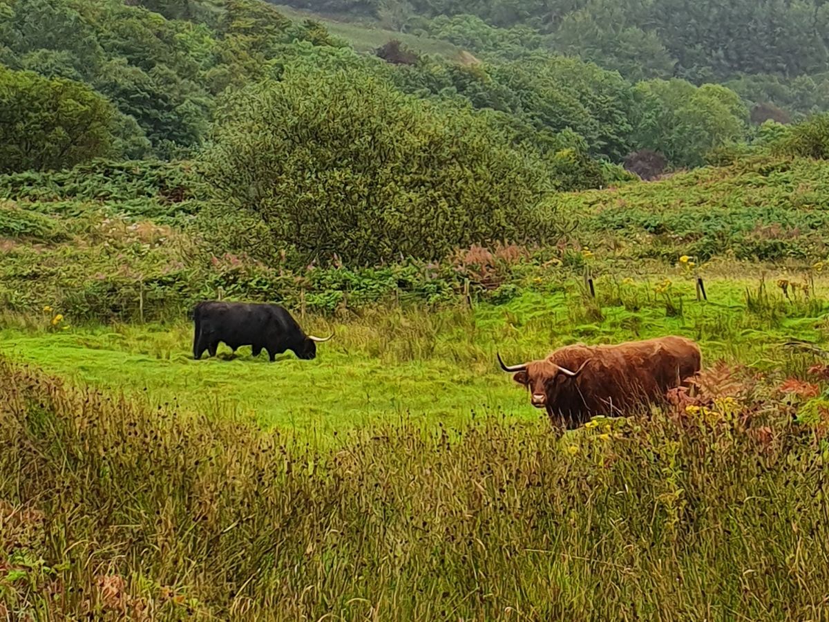 Highland-Rinder im Arduaine Garden in Schottland bei Oban