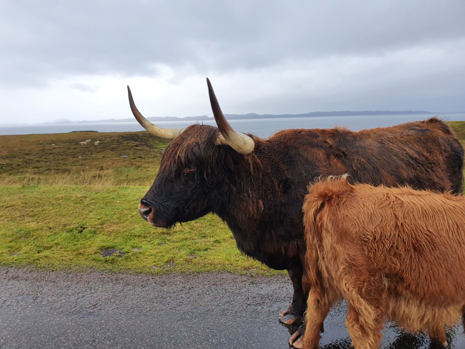 Hochland-Rinder in Gairloch auf der Straße (Schottland)