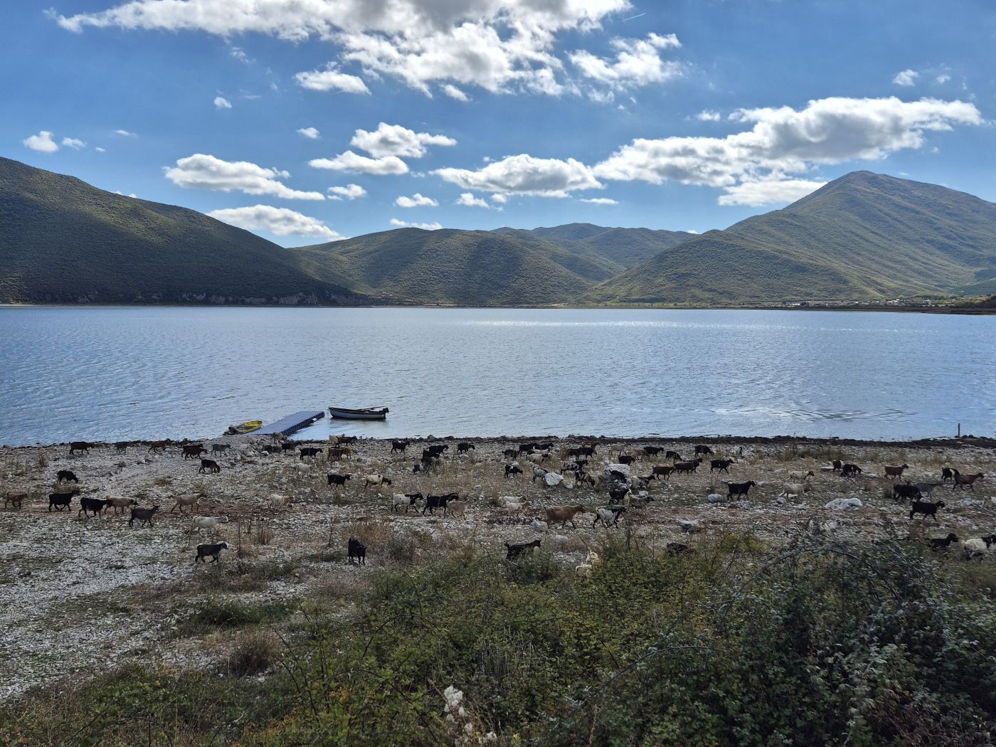 Eine Herde Ziegen am Ufer des Prespasee in Albanien
