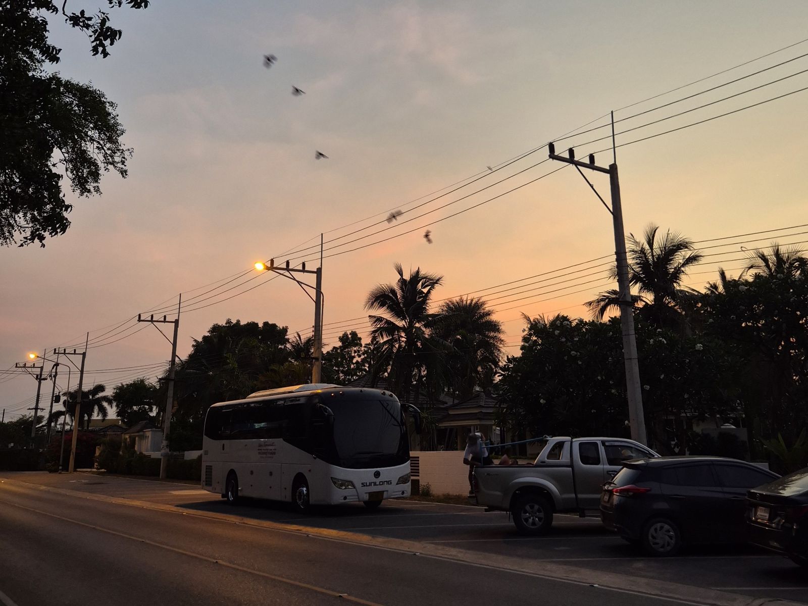 Fledermäuse die am Abend die Höhlen von Khao Kalok verlassen
