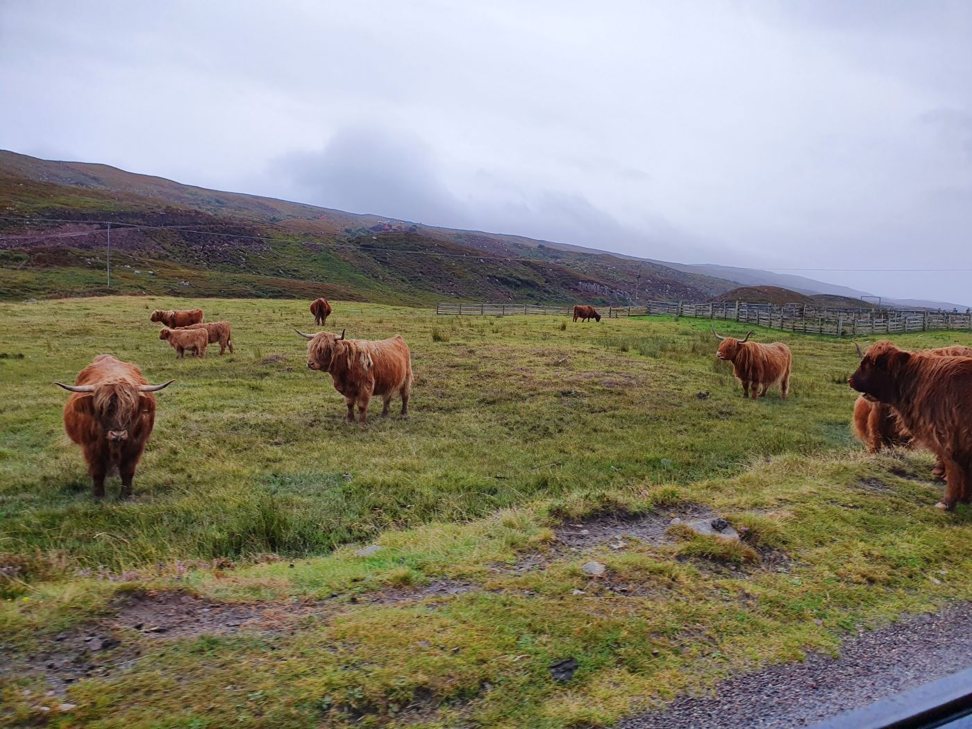Highland-Kühe in Schottland auf der Straße