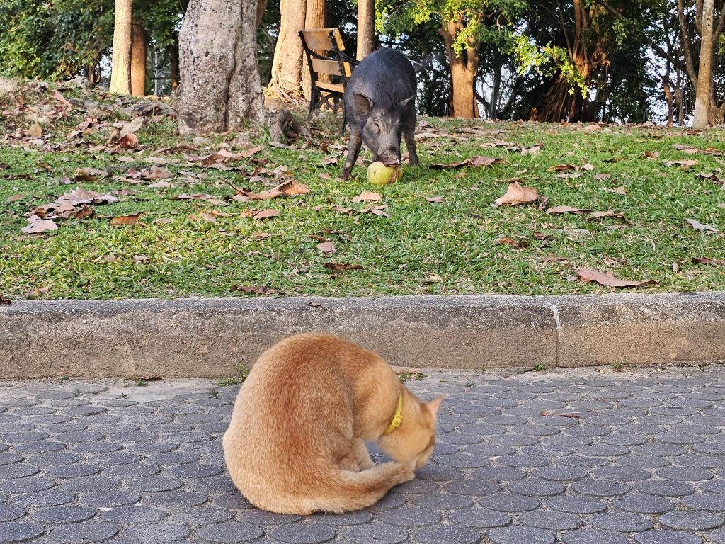 Katze und Wildschwein am Khao Rang Viewpoint