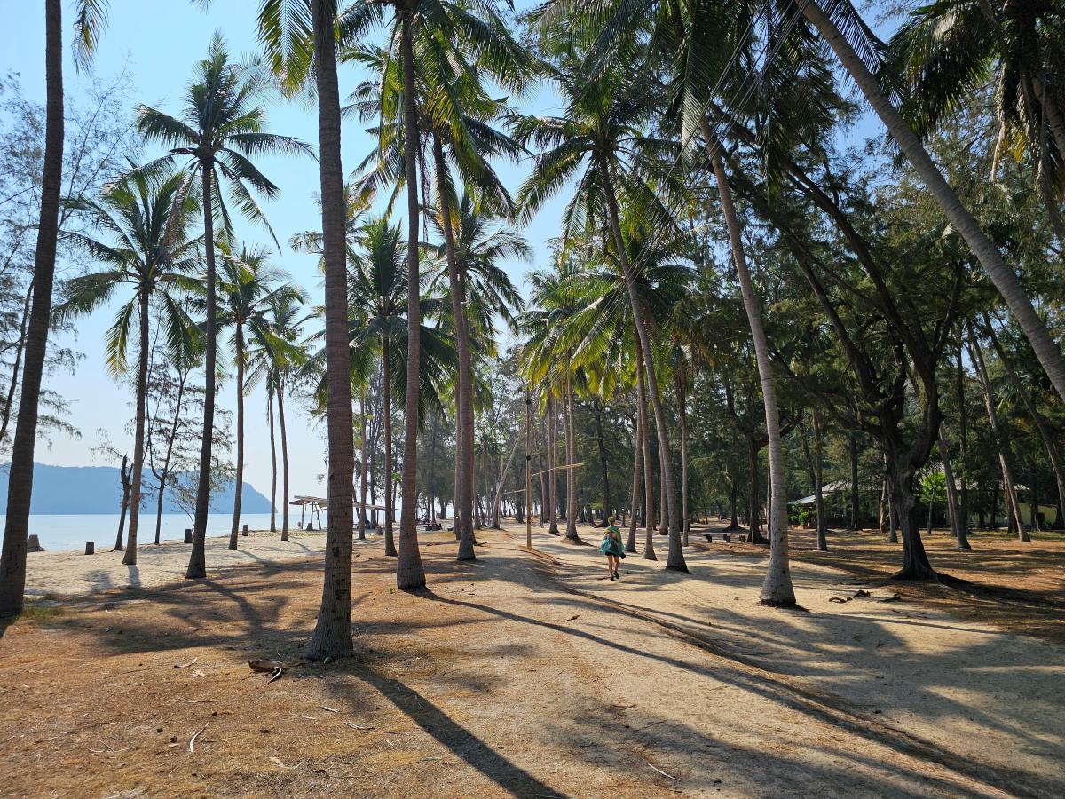 Palmenwald am Laem Sala Beach