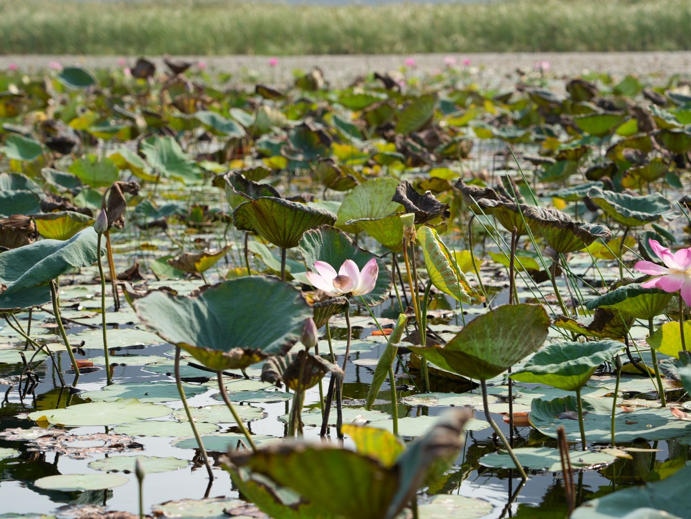 Lotusblüten in Bueng Bua