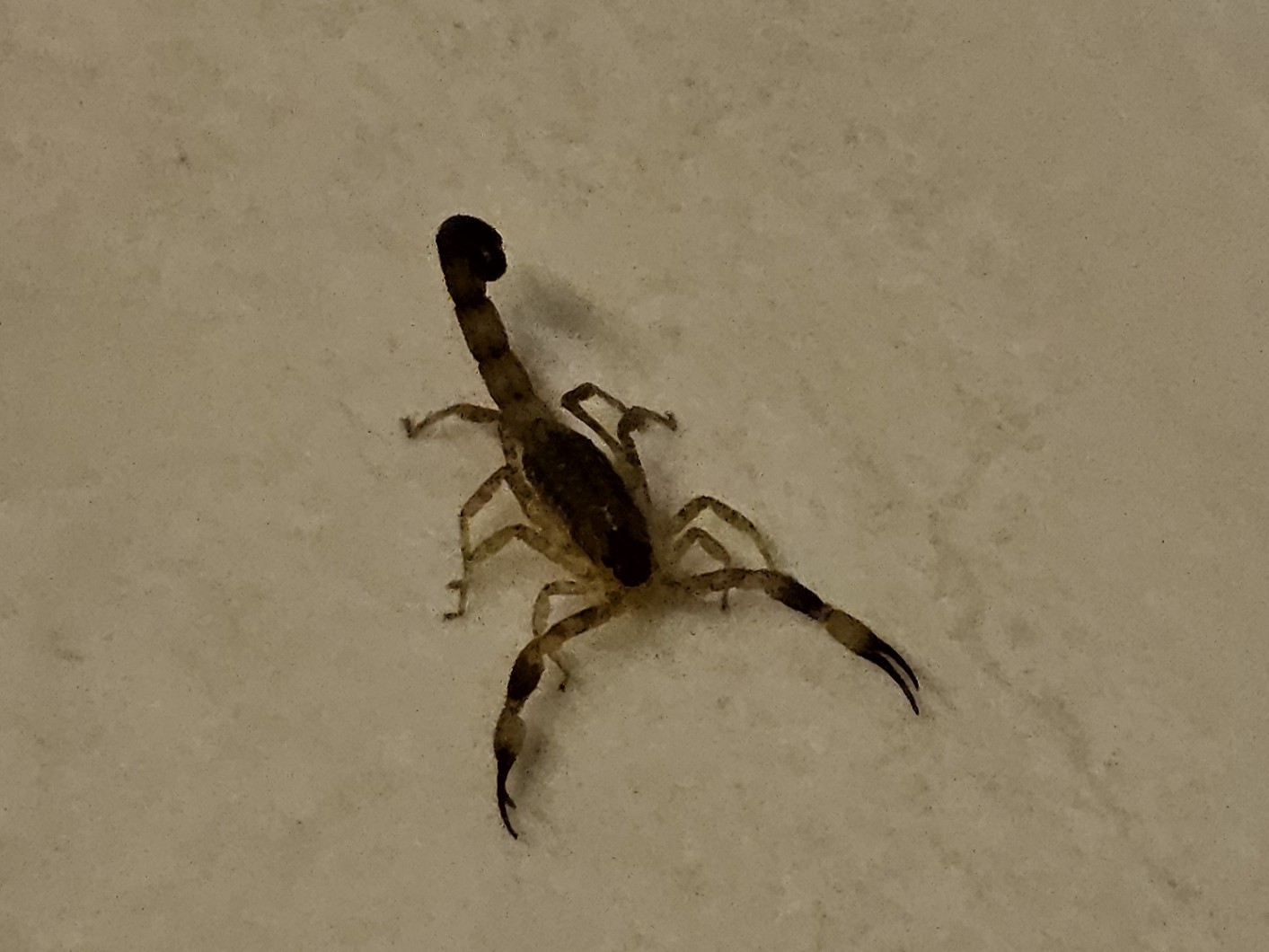 Skorpion in unserem Bungalow auf Koh Lanta