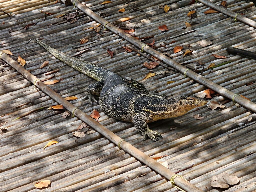Waran im Sirinart Rajini Mangrove Park in Pran Buri