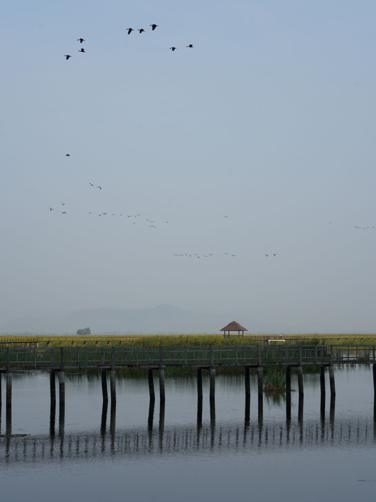 Zugvögel über dem Bueng Bua Boardwalk