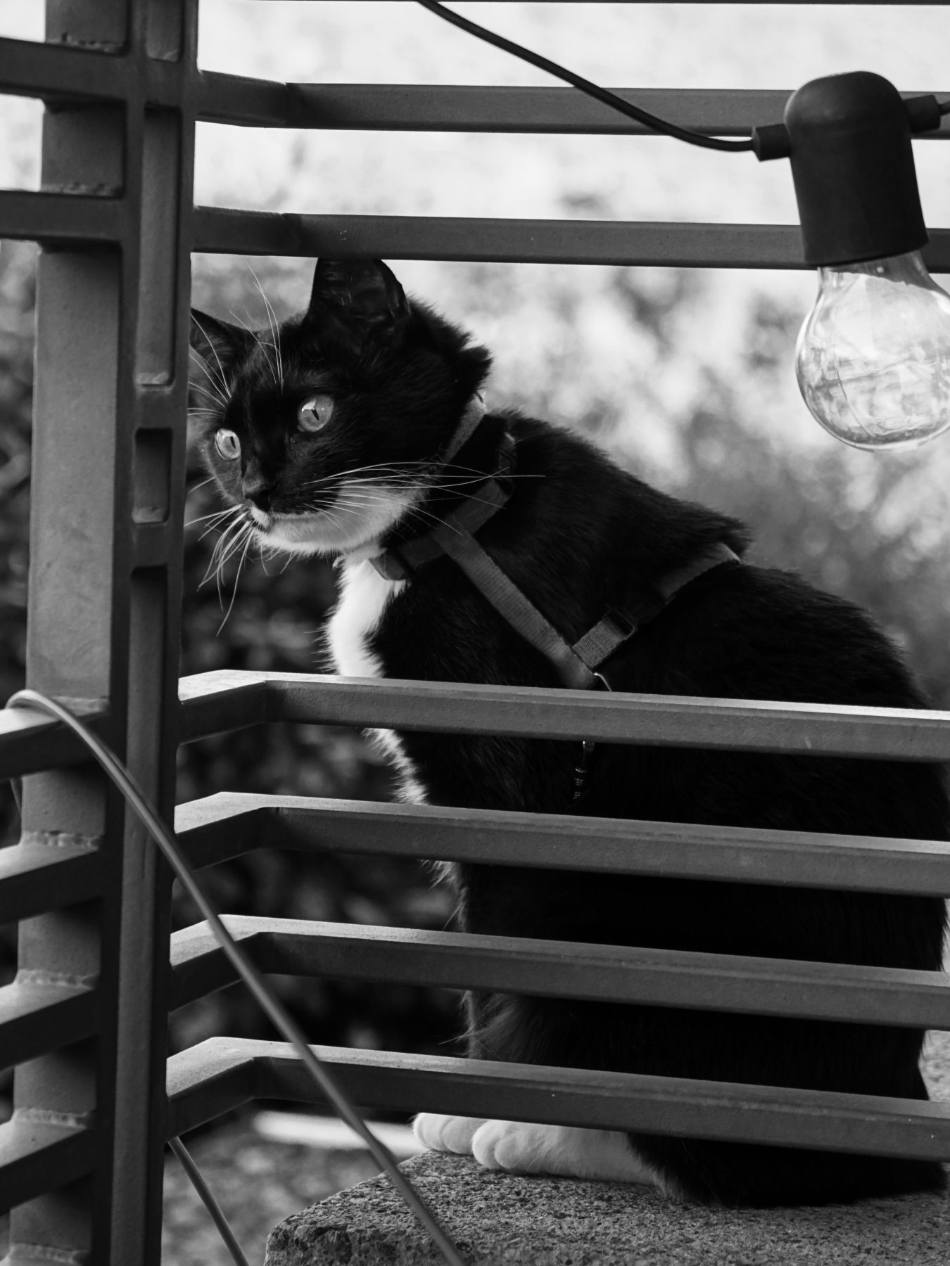 Housesitting in Montagnola: Unsere Housesit-Katze