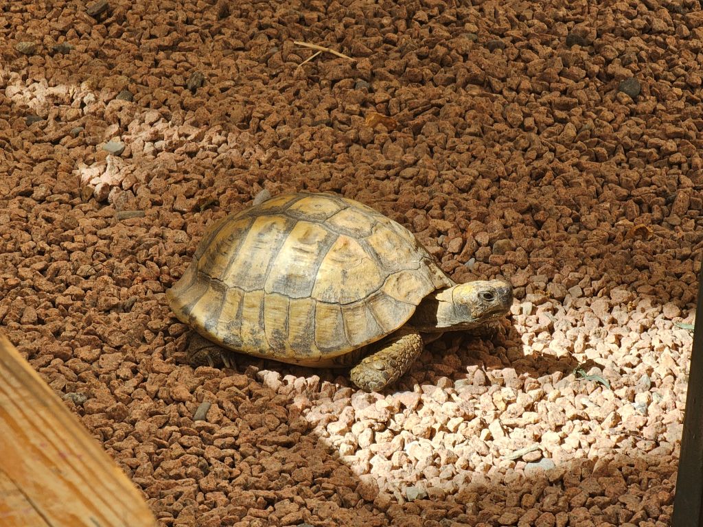 Knulp die Schildkröte in Montagnola im Hermann Hesse Museum