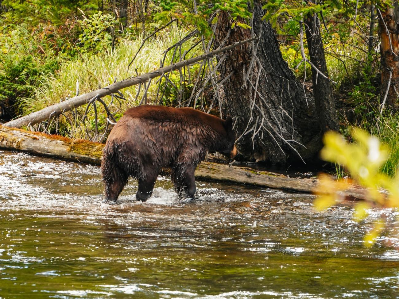 Bär, der durch den Madison River im Yellowstone Nationalpark läuft