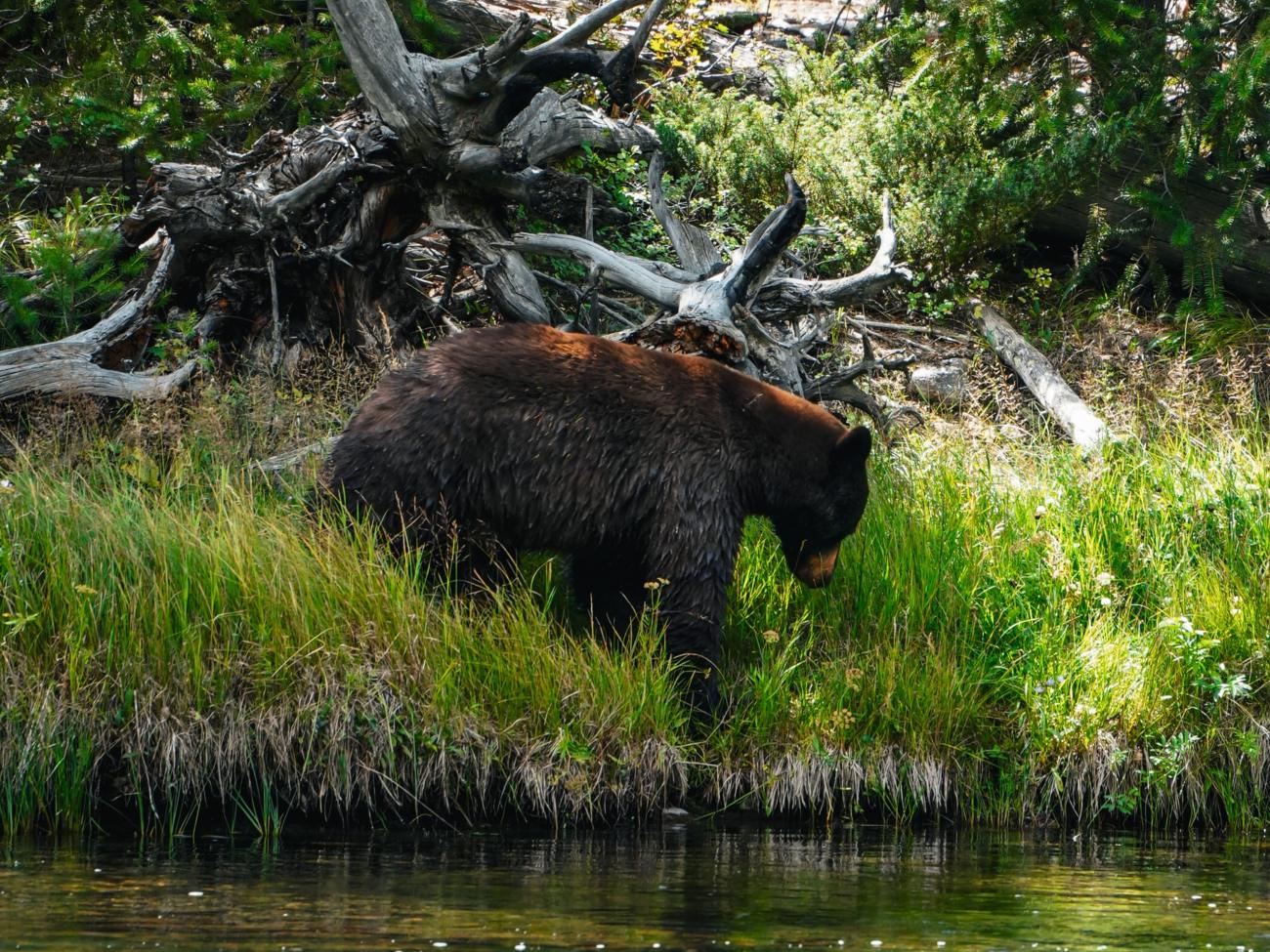 Bär am Flussufer im Yellowstone Nationalpark