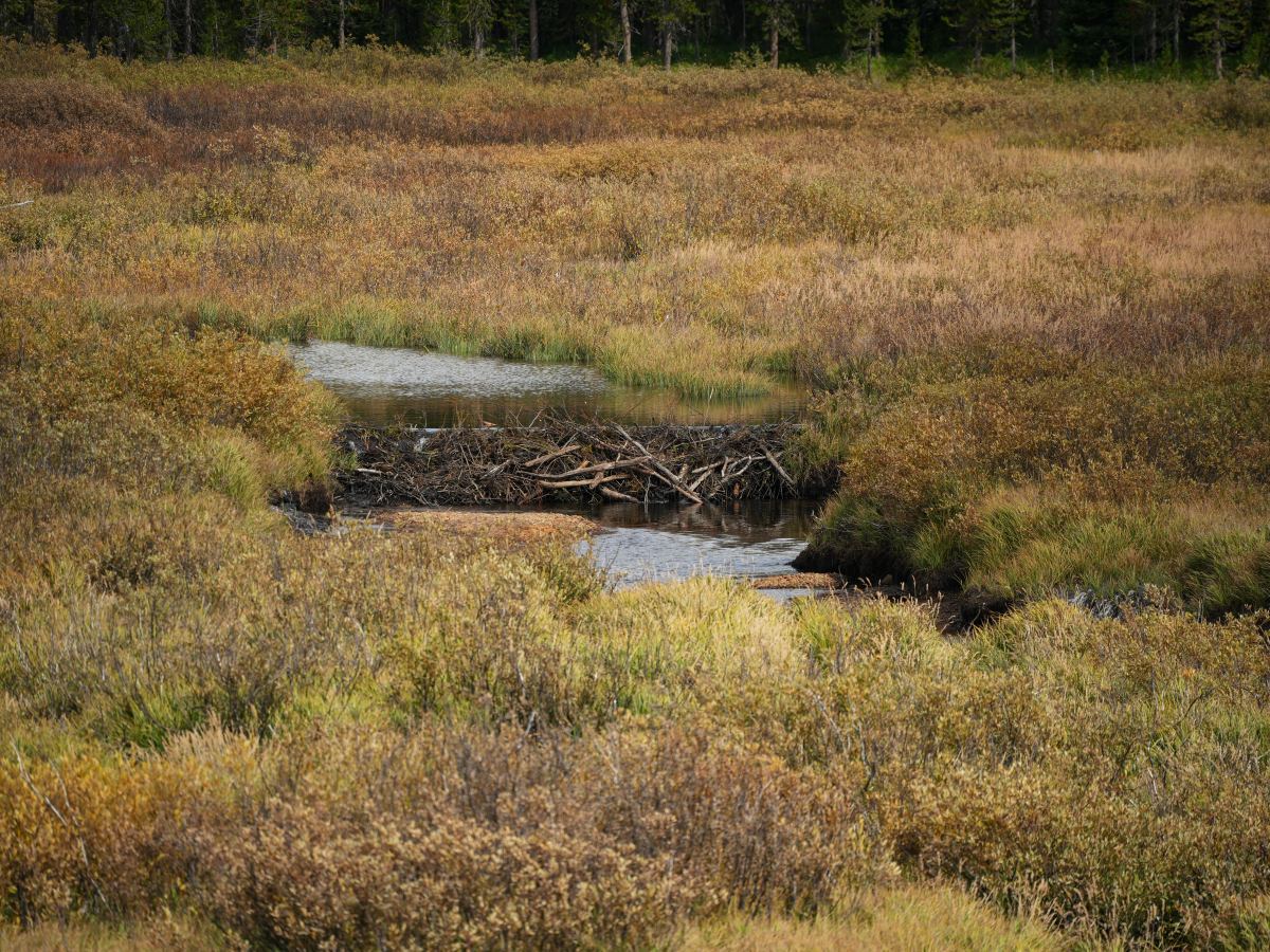 Bieberdamm im Yellowstone Nationalpark
