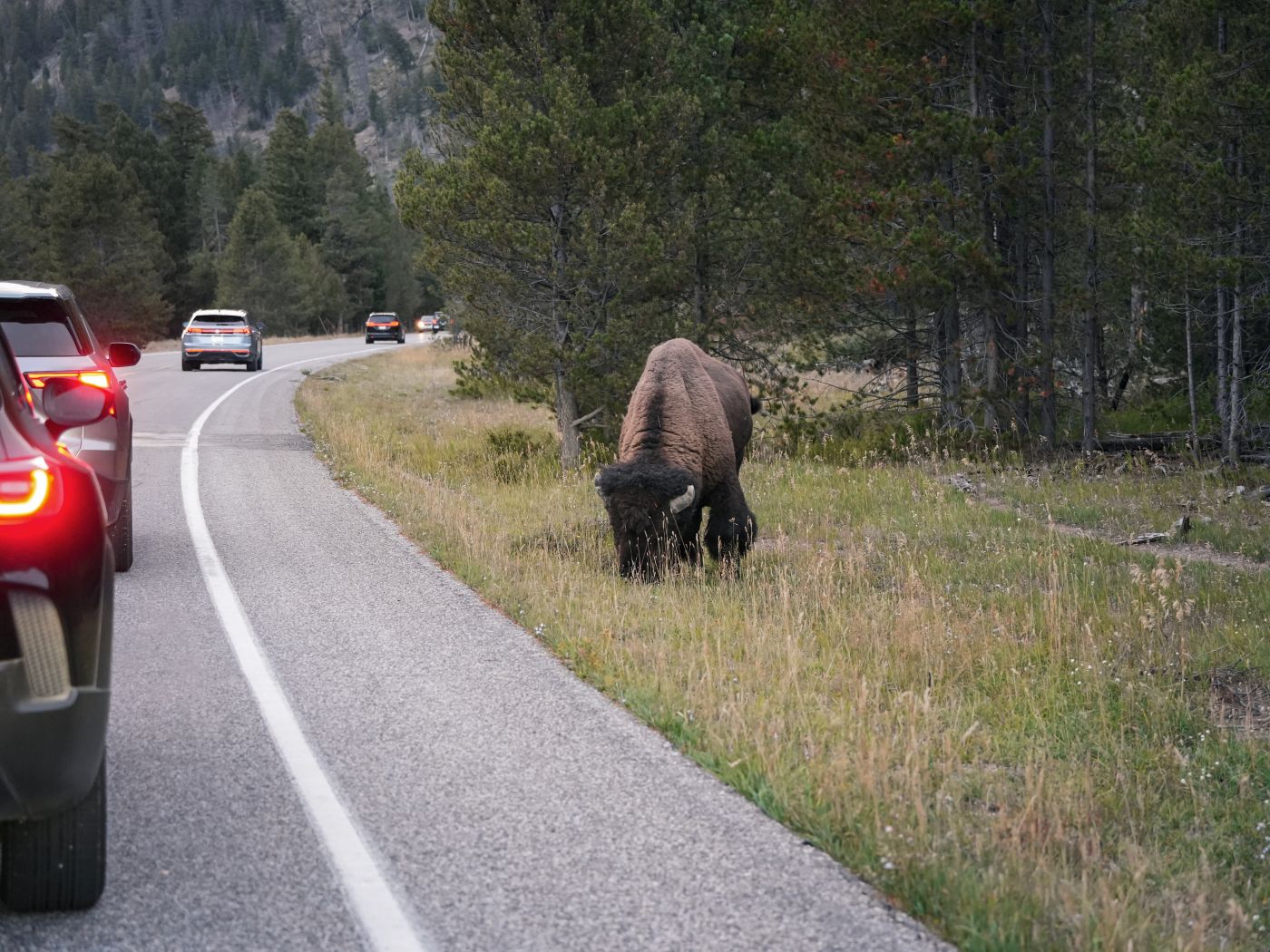 Stau im Yellowstone, wegen eines Bisons, dass am Straßenrand steht