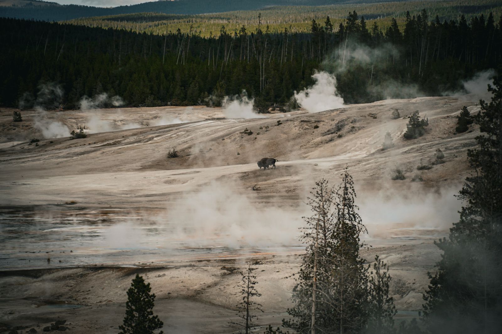 Bison, dass durch das Norris Geysir Becken im Yellowstone NP läuft