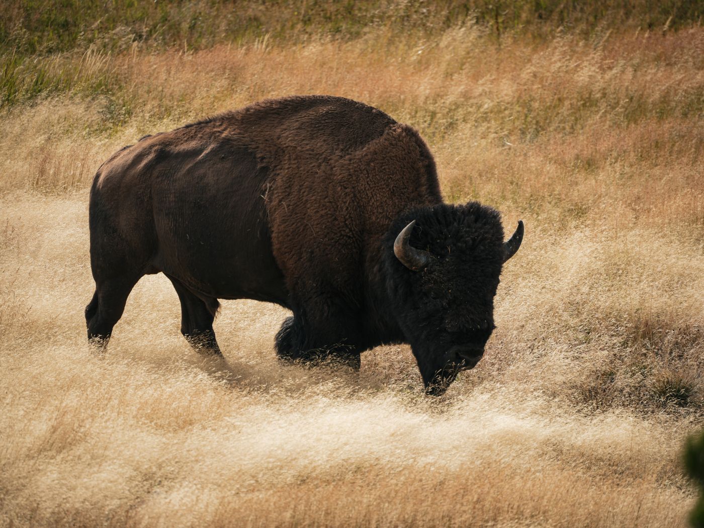 Bison im Yellowstone Nationalpark