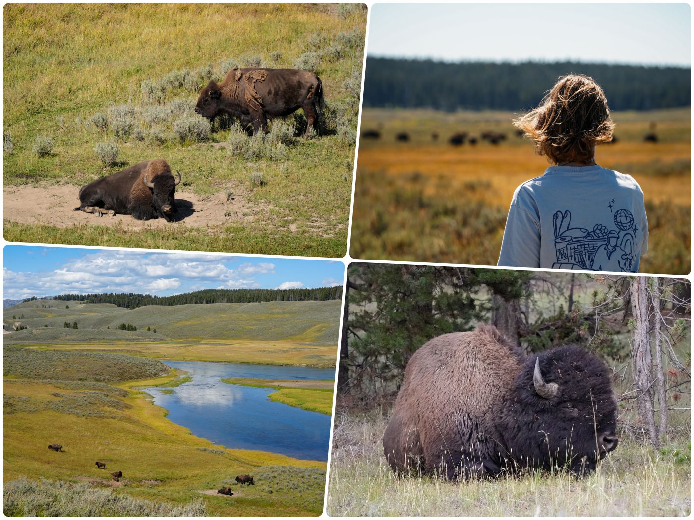 Collage an Fotos von Bisons im Yellowstone Nationalpark