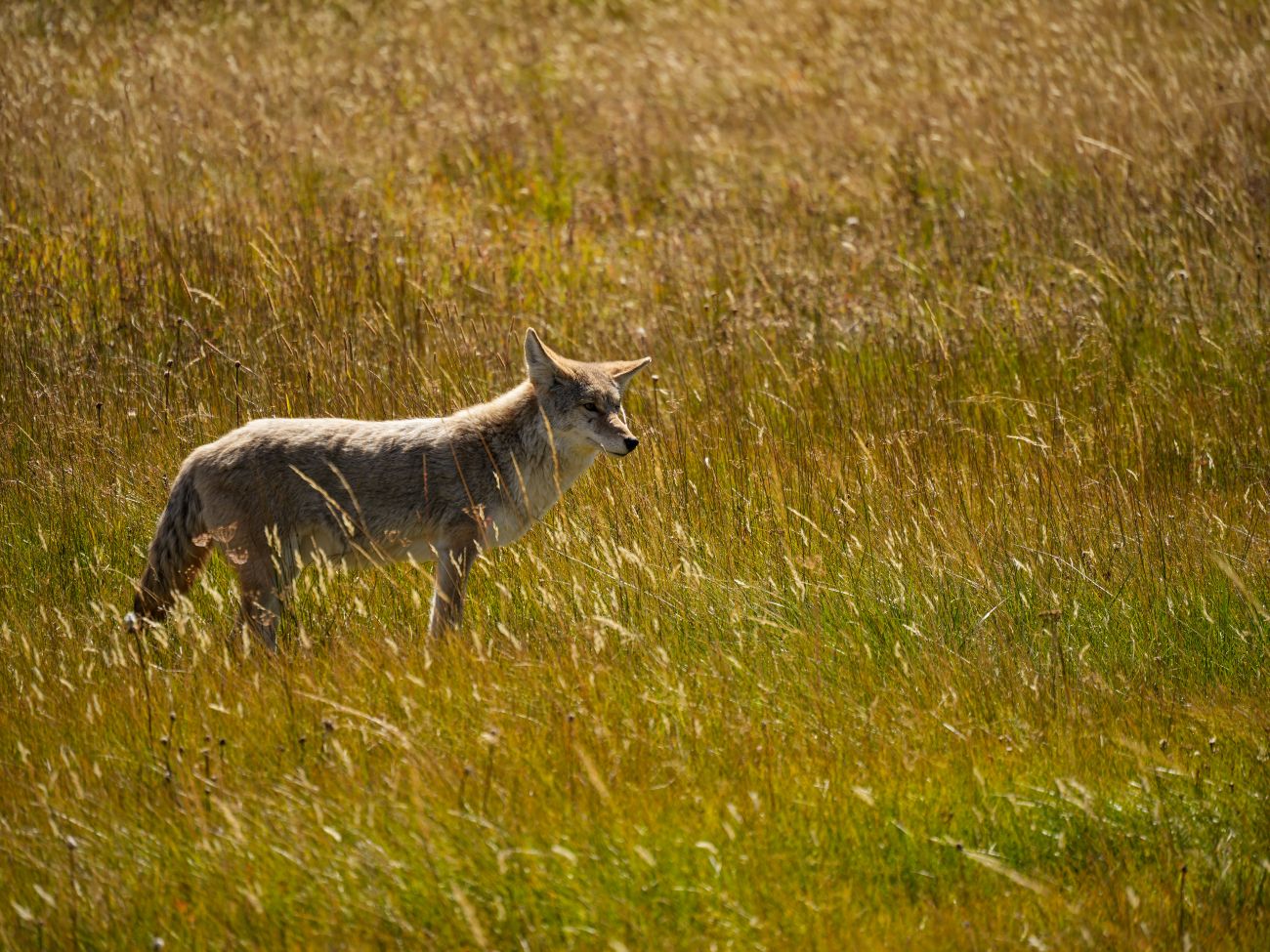 Coyote im Yellowstone Nationalpark