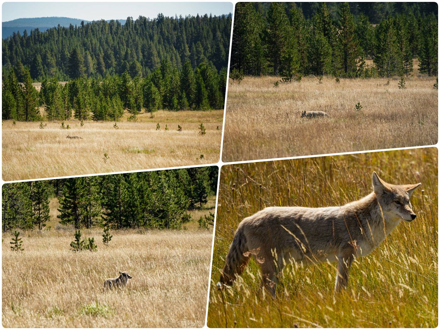 Coyote im Yellowstone Nationalpark